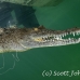 crocodile_american_chiq_jar_h_0129_cub1654.jpg